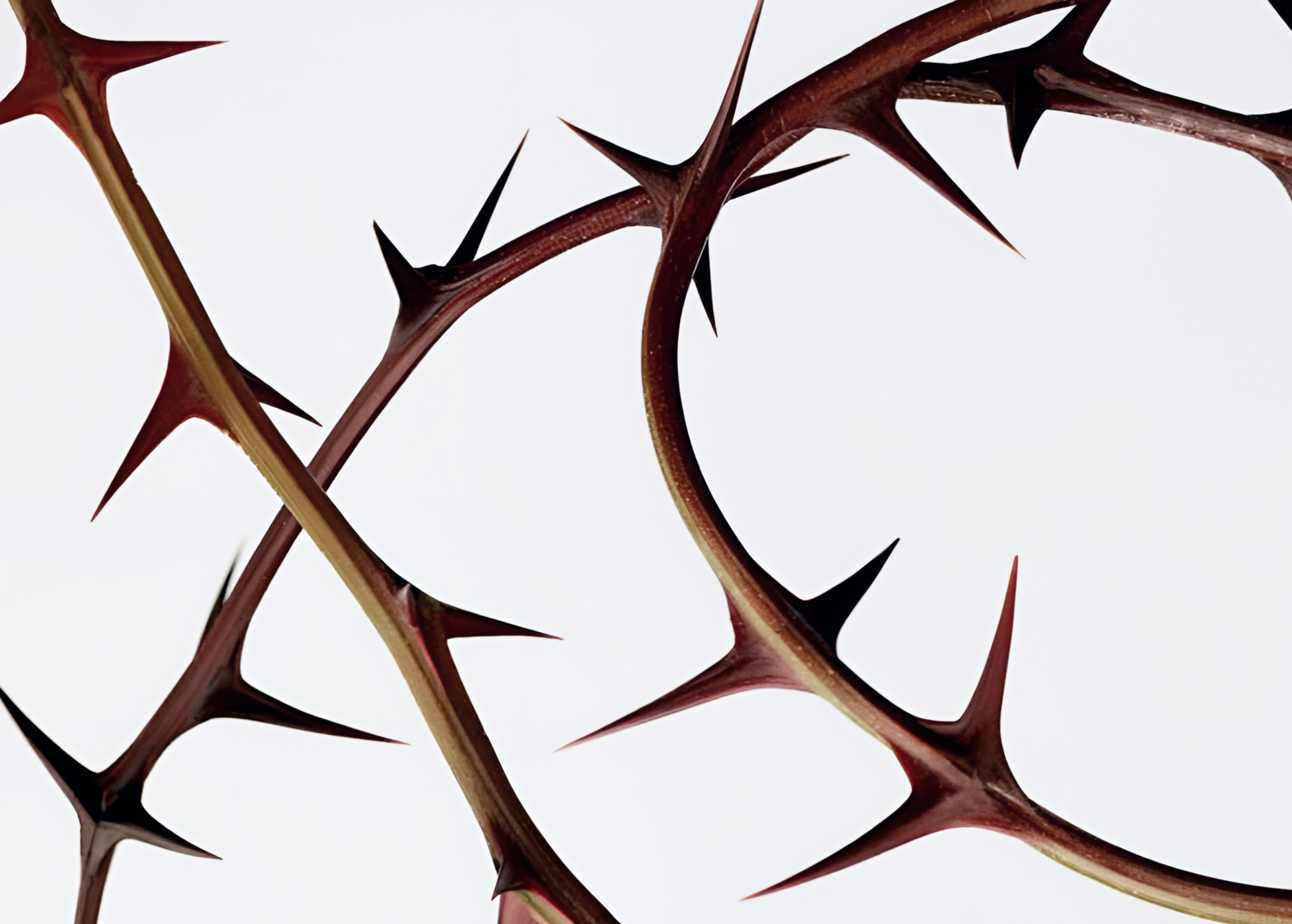 ▪️ Старение и тип кожи: как это связано?  ▪️ Внешние и внутренние факторы: что влияет на старение кожи?  ▪️ Пептиды и факторы роста: роль в регенеративных процессах и синергия компонентов. ▪️ Разбор факторов роста: виды, функции, плюсы и минусы применения в домашнем уходе. ▪️ Безопасность применения факторов роста в современных космецевтических средствах. ▪️ Проницаемость наномолекул в глубокие слои дермы и сохранение рабочей концентрации для достижения цели. ▪️ Комбинированные протоколы: подготовка и проло